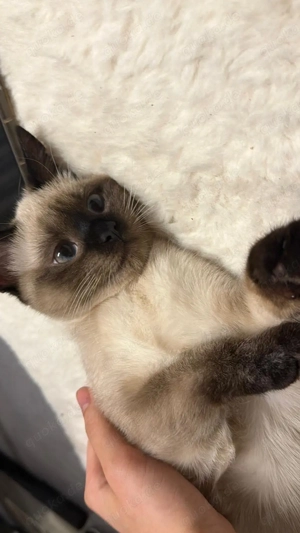 Wunderschöne Siamkatze (7,5 Monate,weiblich) in liebevolle Hände abzugeben