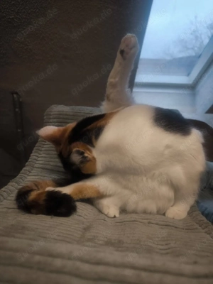 Main Coon mix Mädel 