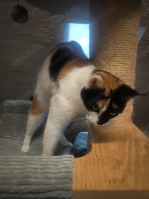 Main Coon mix Mädel 