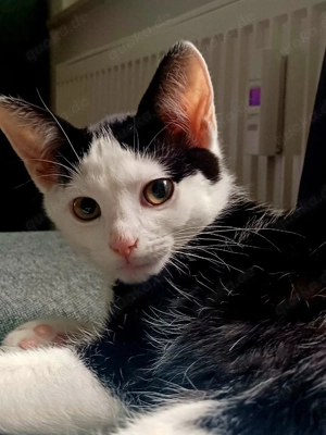 europäisch kurzhaar 