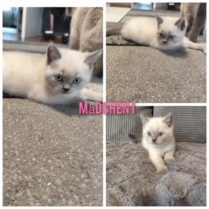 Britisch Kurzhaar Blue Point Kitten 