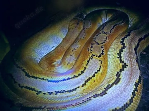 Netzpython (0,1  4,5m +)