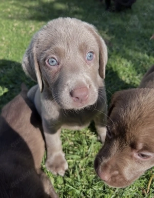 Sehr süße Labrador Welpen abzugeben Bild 2