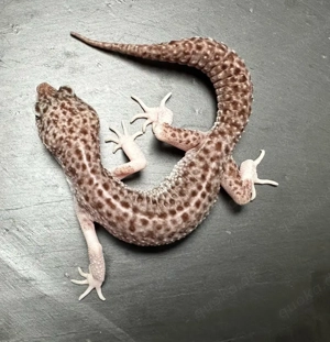 Leopardgecko Männchen Total Eclipse   Übergabe Hannover März möglich