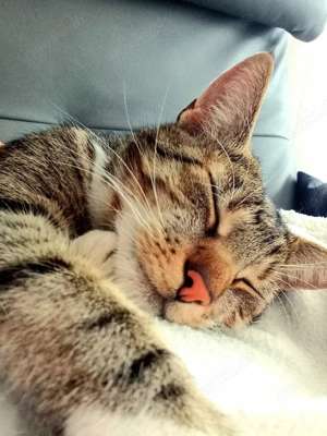 Eddie sucht liebevolle Eltern