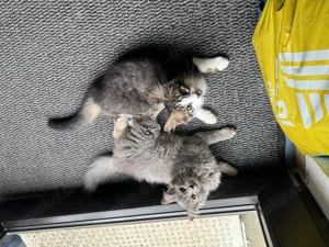 Türkisch Angora Kitte weiblich Stammbaum