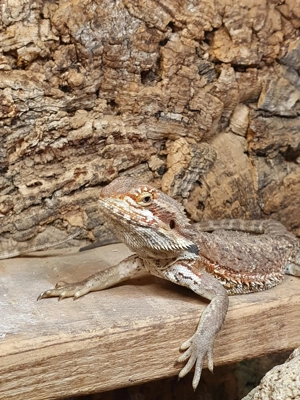 Bartagame 7 Monate Weibchen