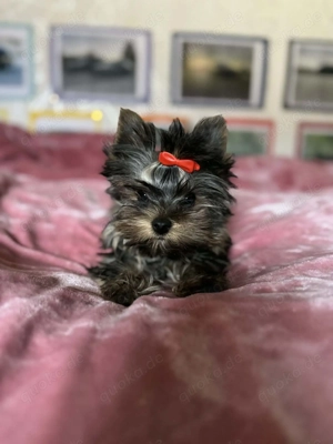 Yorkshire Terrier Welpe Rüde Männchen Yorkie Jorki, Biewer-Chocolate