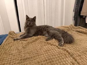 Türkisch Angora Kater kastriert 10 Monate 