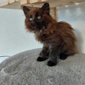 Maine Coon Kitten reinrassig