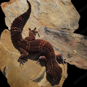 Leopardgecko Männchen pur Black Night   Übergabe Hannover März möglich