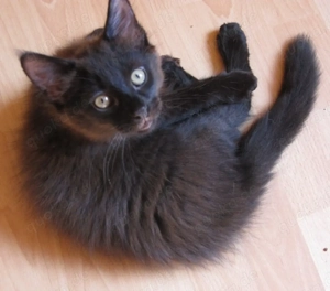    Zuckersüße Kätzchen suchen ein liebevolles Zuhause   