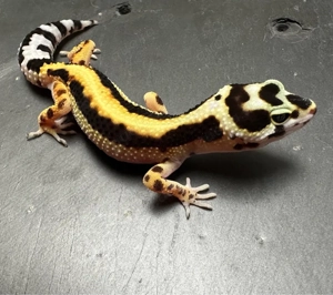 Leopardgecko Weibchen Bold Stripe   Übergabe Hannover März möglich