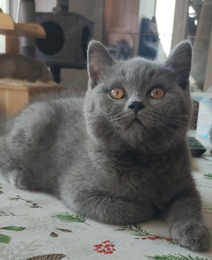 Reinrassige BKH Kitten-Blau.   Abgabebereit