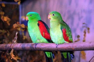 Rotflügelsittiche aus Reserve.