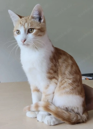 VALERIAN- gesellig, liebevoll, verschmust