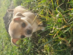 Chihuahua kurzhaar Weibchen