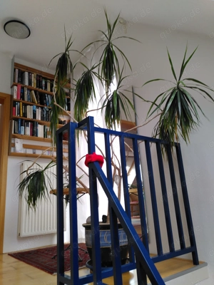 Drachenbaum, interessant gewachsen