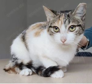 MAGNOLIA- gesellig, verspielt, sozial Bild 3