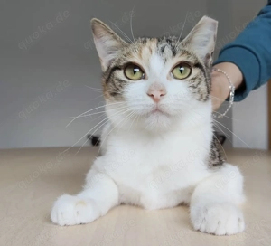 MAGNOLIA- gesellig, verspielt, sozial Bild 2