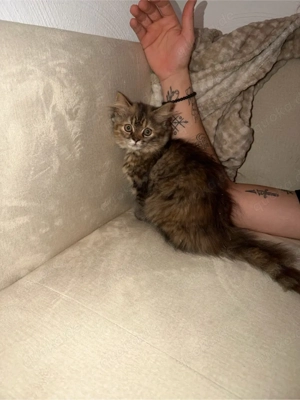 Wunderschönes Kitten - sofort abholbereit