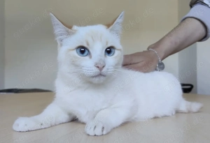 MELISSA- gesellig, verspielt, sozial 