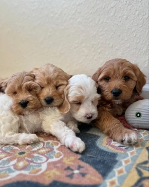 Goldendoodle-Welpen zu verkaufen