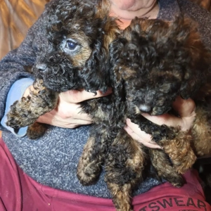 Zwergpudel Welpen Bild 5