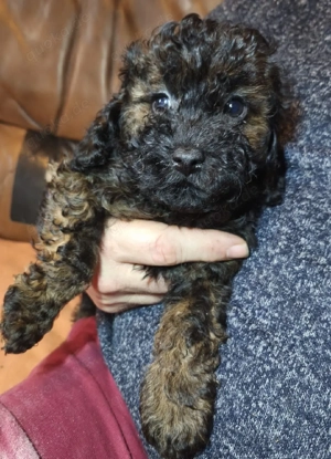 Zwergpudel Welpen Bild 7