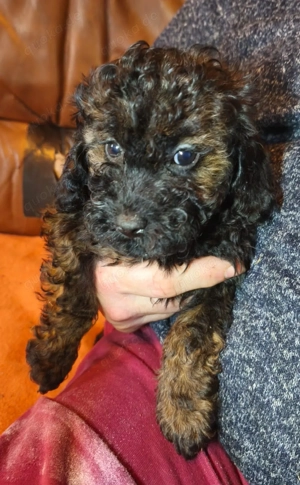 Zwergpudel Welpen Bild 6