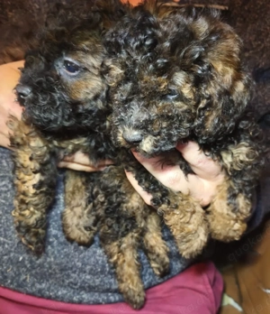 Zwergpudel Welpen Bild 8