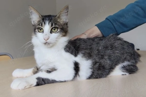 BASIL- liebevoll, neugierig, sozial