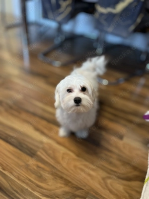 Bichon Frise  Bild 4