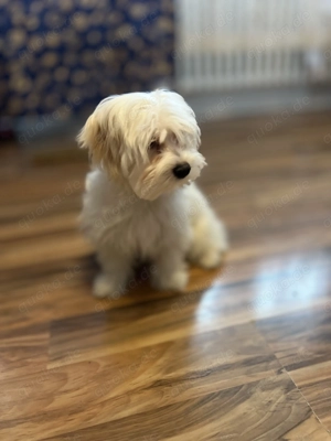 Bichon Frise  Bild 3
