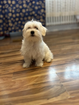 Bichon Frise  Bild 2