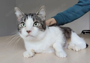 EDELWEIẞ- gesellig, selbstbewusst, verschmust