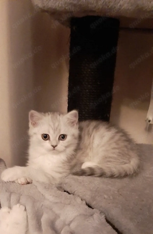 zauberhafte Kätzchen wollen eine neue Welt erobern 