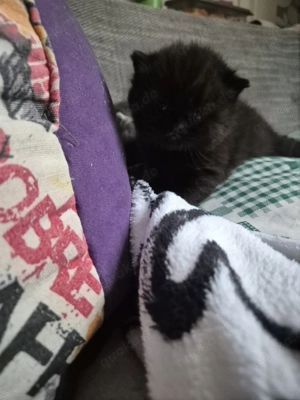 Bkh kitten (4 weiblich)noch 2 frei