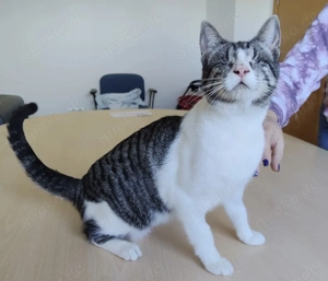 CAMALA- blind!- freundlich, clever, verschmust