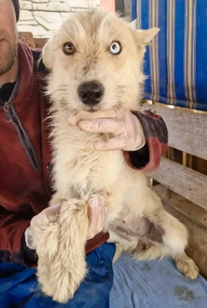 Mara, Schönheit mit zweifarbigem Blick