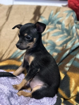 Russische Mini Toy Terrier!!! 