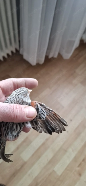 Achat rot mosaik Weibchen 