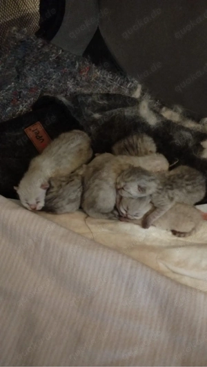 Britisch Kurzhaar Kitten 