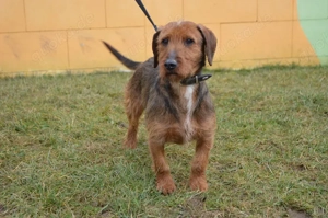 ARESKO, Rauhaardackel Mischling (kastriert) SGB 625,00   