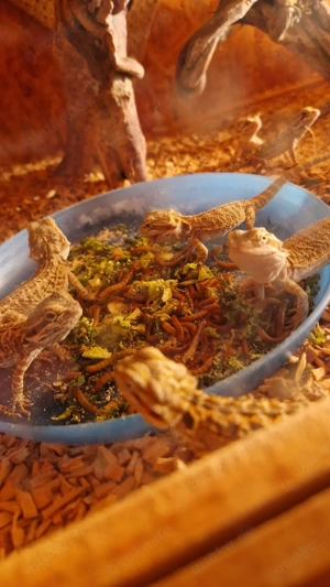 Bartagamen jungtiere