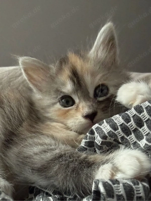 Maine Coon Kitten