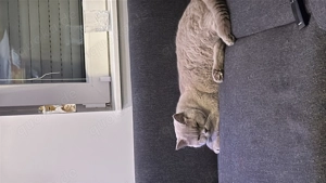 Liebevolles Paar abzugeben  Bild 2
