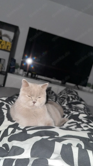 Liebevolles Paar abzugeben  Bild 3