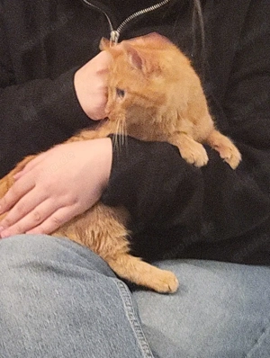 kater 6 monate sucht zuhause 