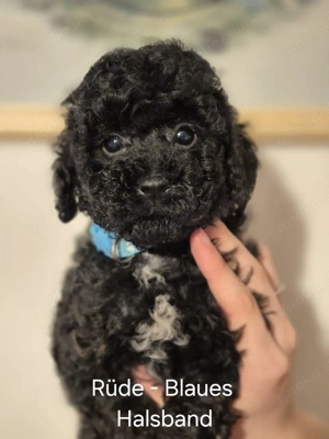 Toypudel welpen Bild 3